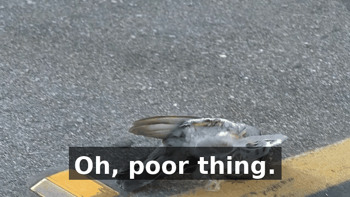 409ccacc-3d3d-4cf4-9631-f234de3be5f4.gif