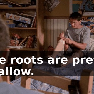 The roots are pretty shallow.