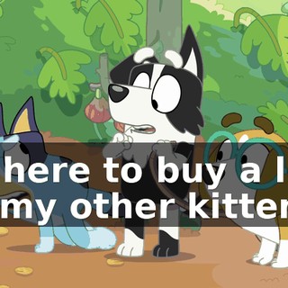 I'm here to buy a lead for my other kitten.