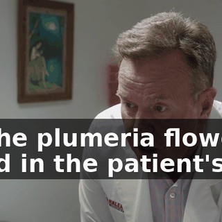 to the plumeria flowers used in the patient's lei,