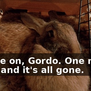Come on, Gordo. One more bite and it's all gone.