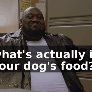 what's actually in your dog's food?