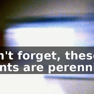Don't forget, these plants are perennials