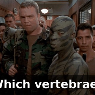 Which vertebrae?