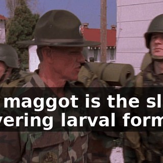 The maggot is the slimy, quivering larval form