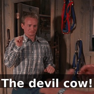 The devil cow!