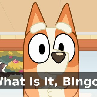 What is it, Bingo?
