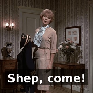 Shep, come!