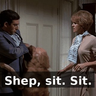 Shep, sit. Sit.
