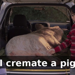 I cremate a pig