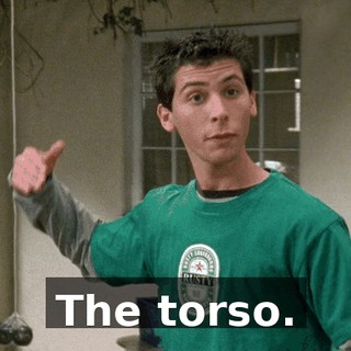 The torso.