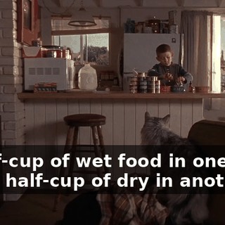 A half-cup of wet food in one bowl and a half-cup of dry in another.