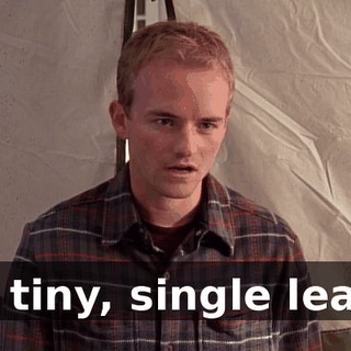 A tiny, single leaf.