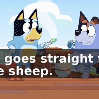 He goes straight for the sheep.