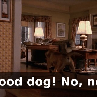 Good dog! No, no!