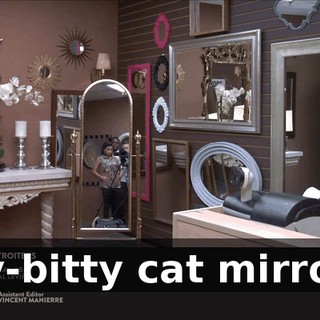 itty-bitty cat mirrors,