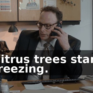 Citrus trees start freezing.