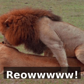Reowwwww!