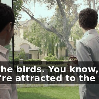 Ah, the birds. You know, they're attracted to the tree,