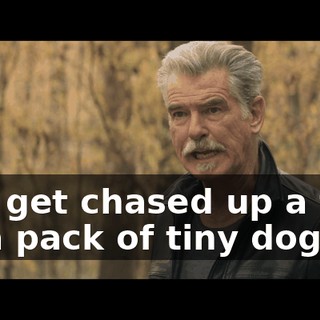 and get chased up a tree by a pack of tiny dogs?