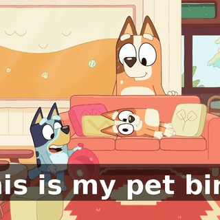 This is my pet bird.