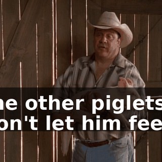 The other piglets won't let him feed.