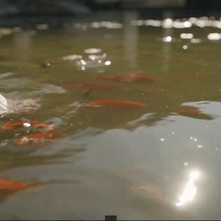 55e1eafc-df9c-49c0-8f2a-76ef0c34d1e4.gif