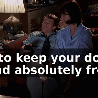 - ...to keep your dog-- - And absolutely free--