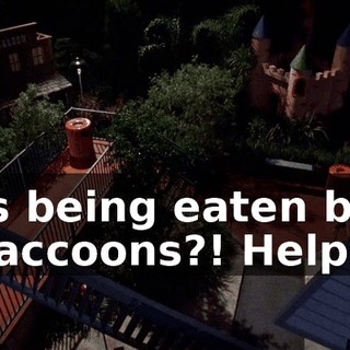 is being eaten by raccoons?! Help!