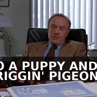 TO A PUPPY AND A FRIGGIN' PIGEON--