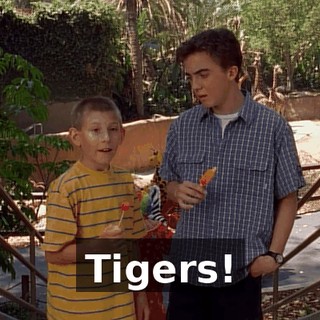 Tigers!