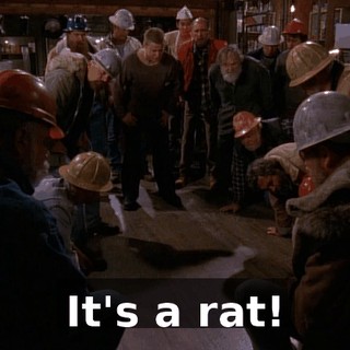 It's a rat!