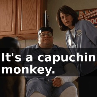 It's a capuchin monkey.