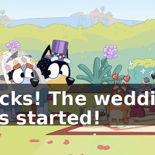 Socks! The wedding has started!