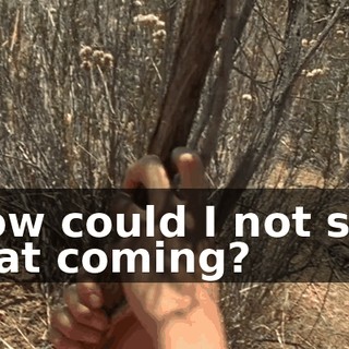 How could I not see that coming?