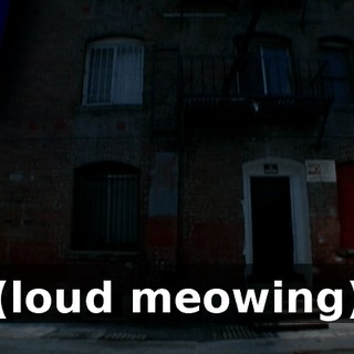 (loud meowing)