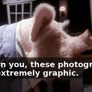 I warn you, these photographs are extremely graphic.