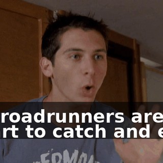 the roadrunners are too smart to catch and eat.