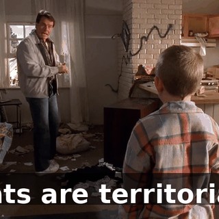 Cats are territorial.