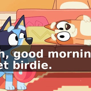 Oh, good morning, pet birdie.