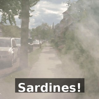 Sardines!
