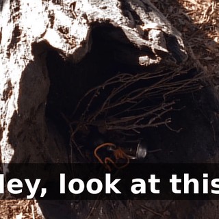 Hey, look at this.