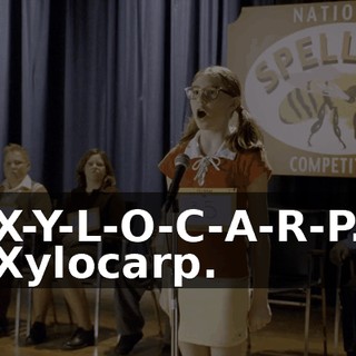 X-Y-L-O-C-A-R-P. Xylocarp.