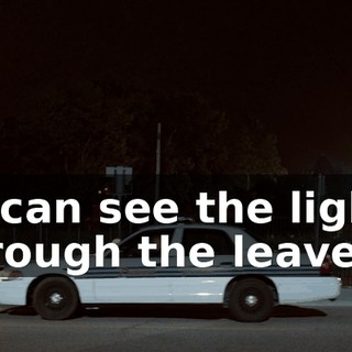 * I can see the light through the leaves *