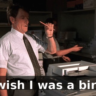 I wish I was a bird.
