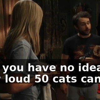 and you have no idea how loud 50 cats can be.