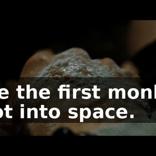 Like the first monkey shot into space.