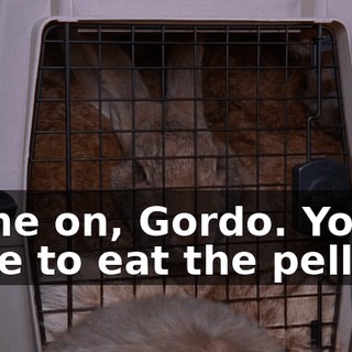 Come on, Gordo. You have to eat the pellets.