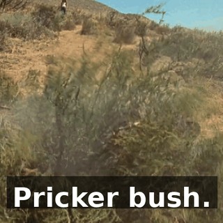 Pricker bush.