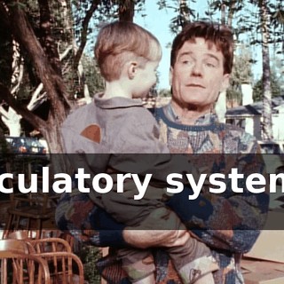 Circulatory system it is.